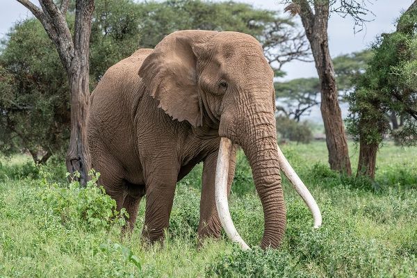 Africa-Kenya-Amboseli National Park Close-up of elephant